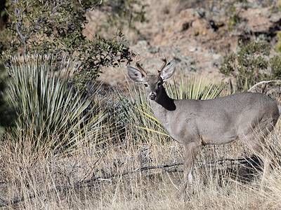 Coues Deer Picture
