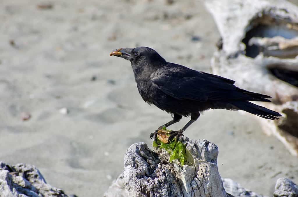 An American crow eating a piece of food.