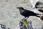 American crow (Corvus brachyrhynchos) perches on driftwood with a chiton which it is eating on a summer afternoon, southern Vancouver Island, British Columbia.