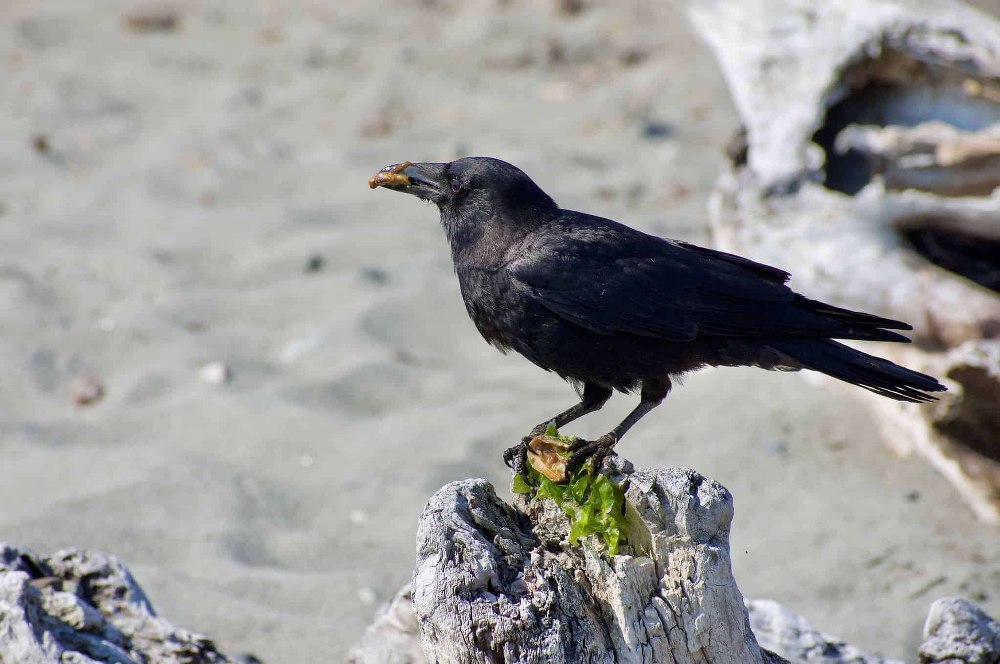 amateurnithologist-why-is-a-group-of-crows-called-a-murder-or-how-i