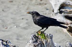 What Do Crows Eat In The Winter? 3 Common Foods Picture