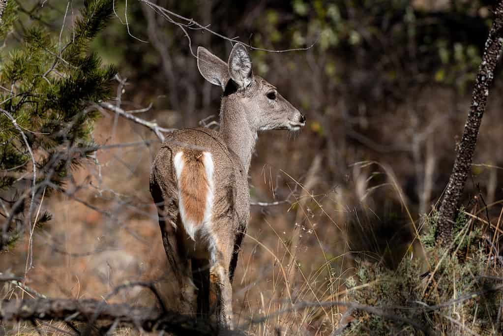 Coues whitetail deer doe