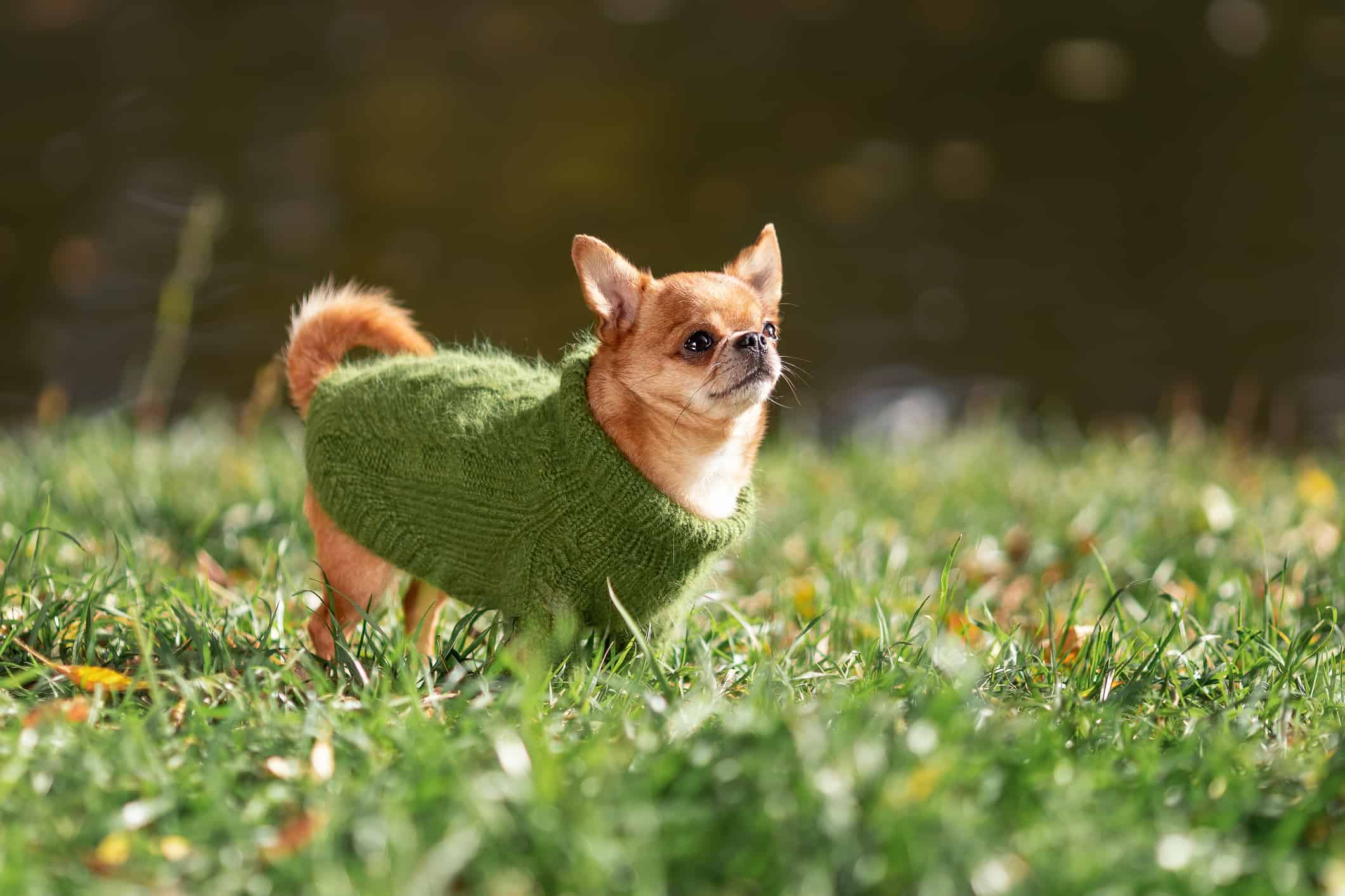 Chihuahua in a sweater