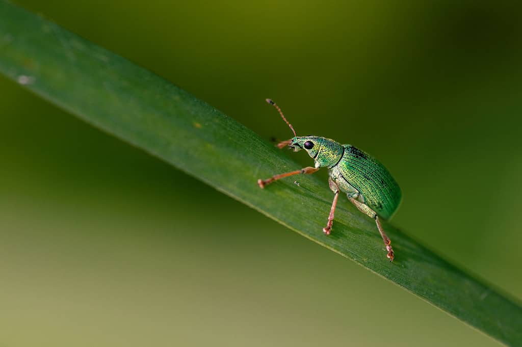 Animal, Animal Wildlife, Blade, Botany, Color Image