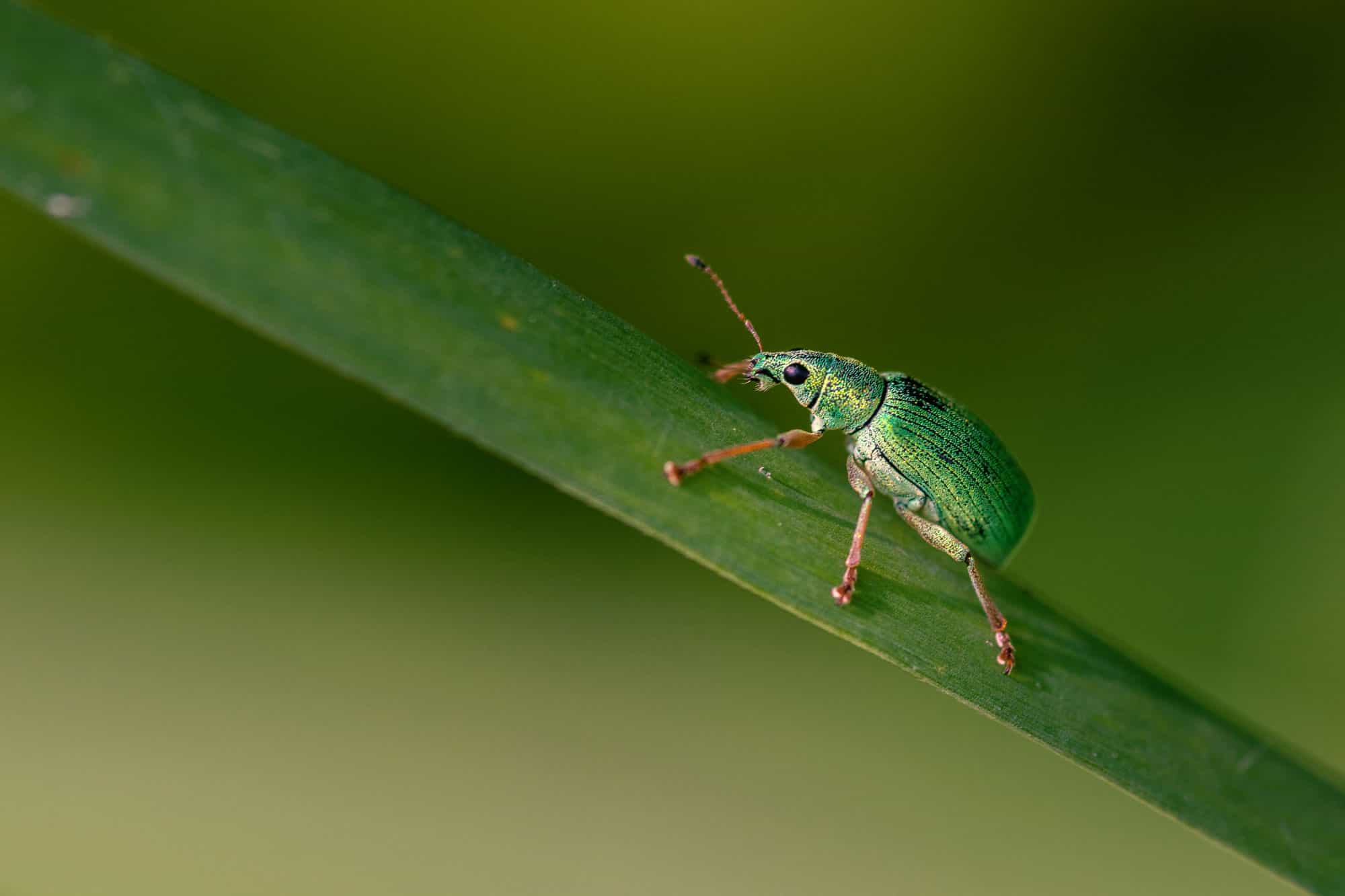 discover-10-types-of-green-beetles