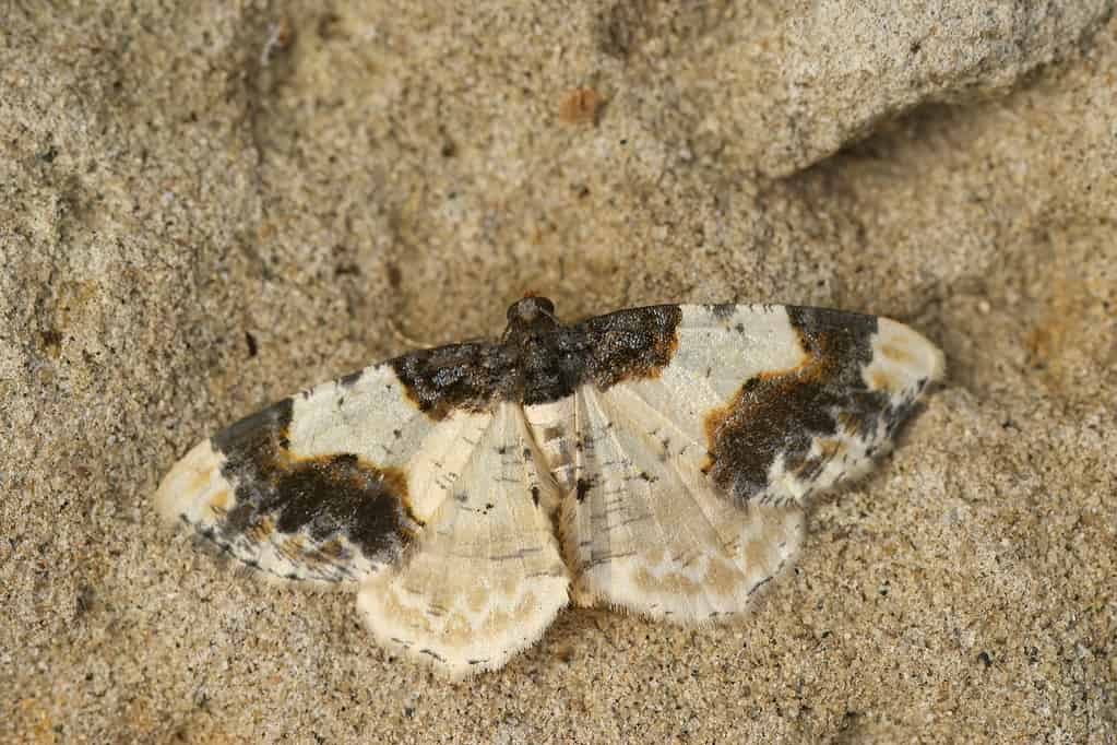 Closeup on a colorful the scorched carpet geometer moth, Ligdia adustata, with spread wings on wood