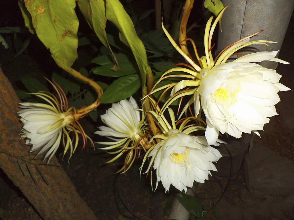 A closeup of the white flowers of Epiphyllum oxypetalum, the Dutchman's pipe cactus, princess of the night or queen of the night.
