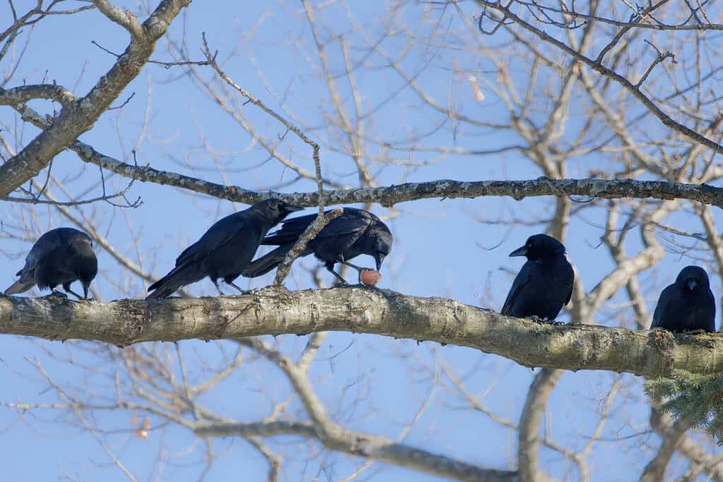 A group of crows is called a murder
