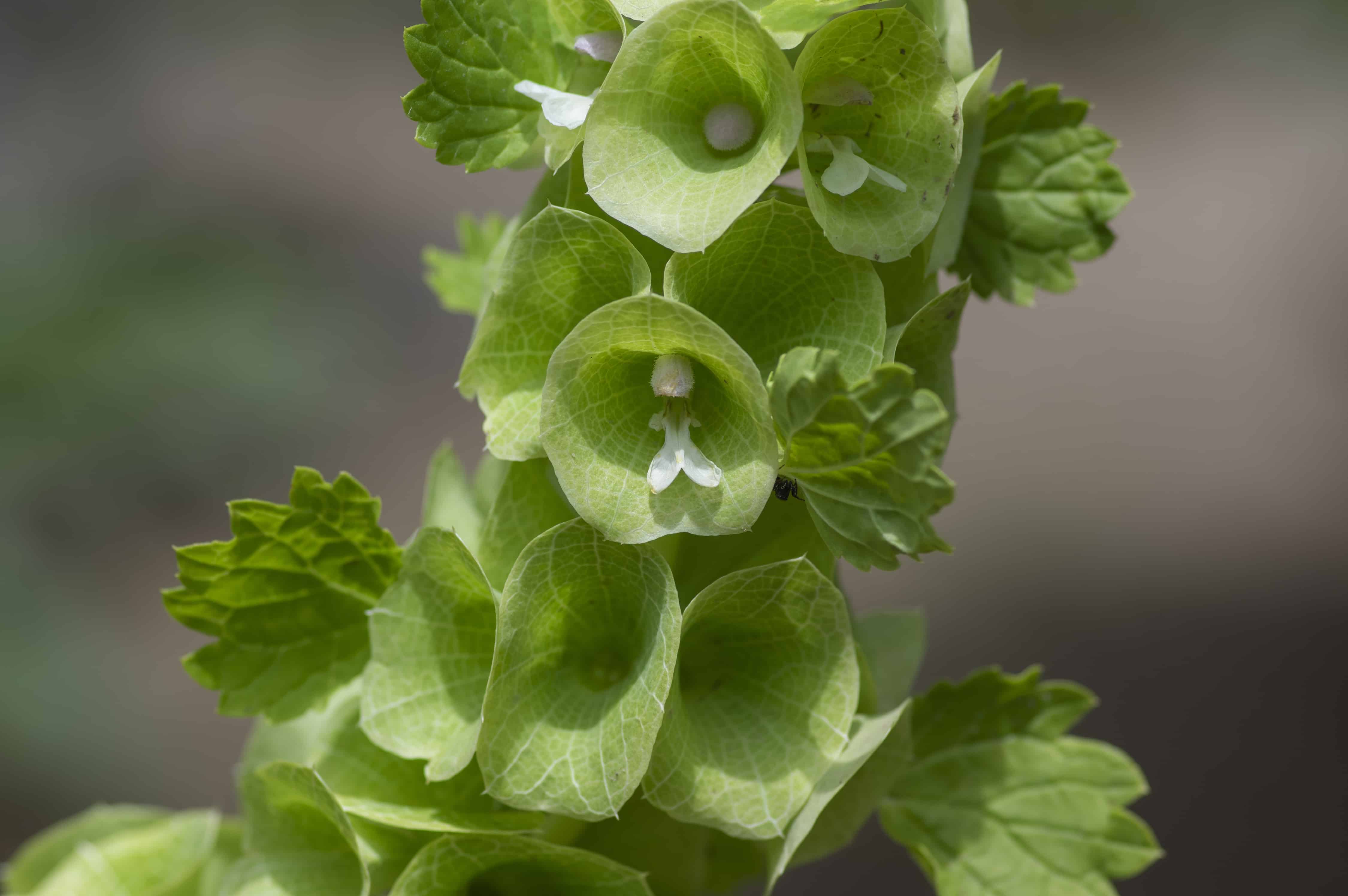 Discover 14 Gorgeous Green Spring Flowers - A-Z Animals