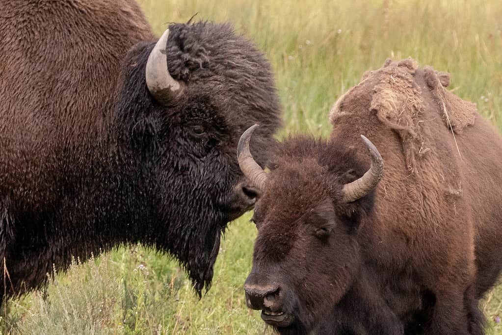 American bison bull and cow