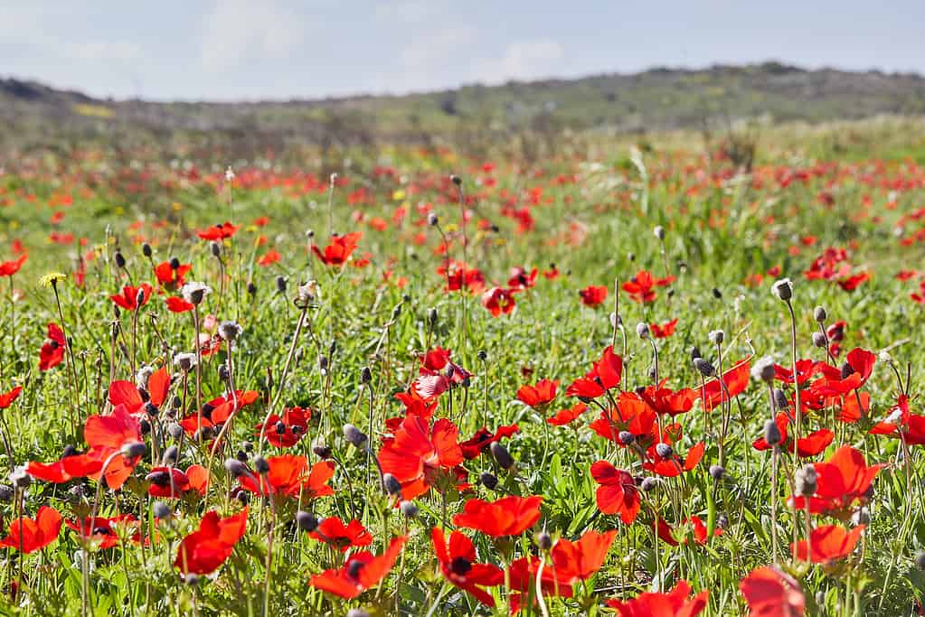 red anemone flowers