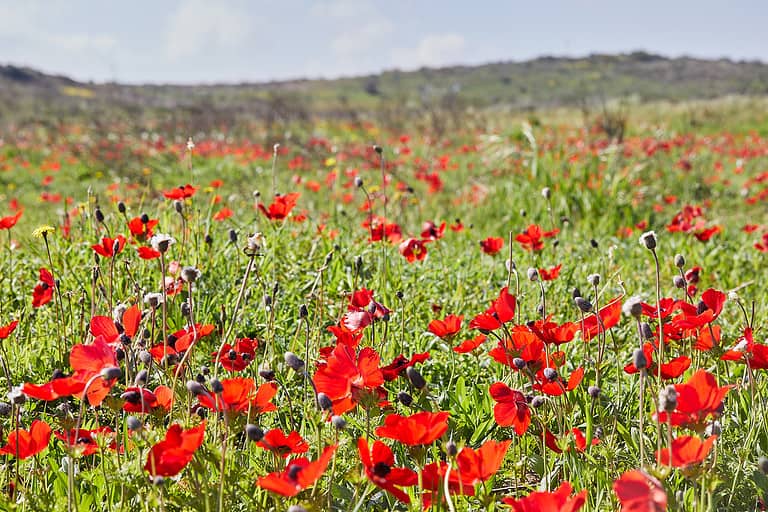 イスラエルの国花、アネモネ コロナリアを発見 - Oneechanblog