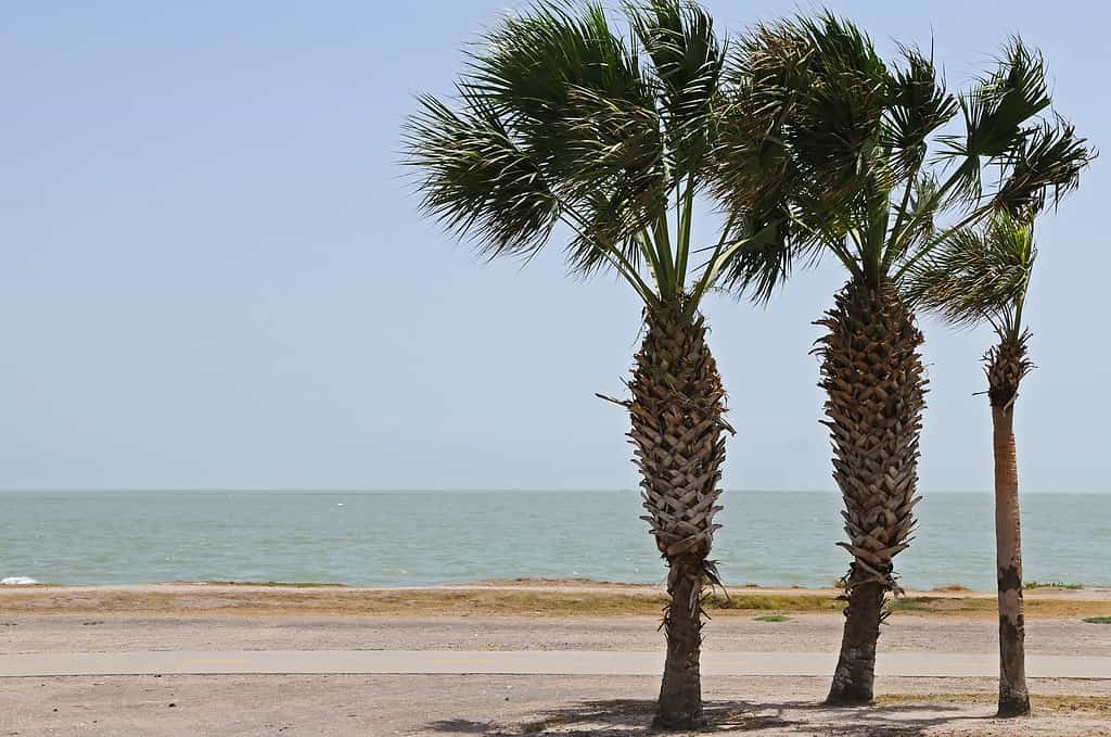 Corpus Christi, Texas