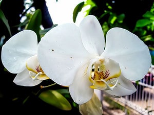 Discover the National Flower of Indonesia: Moon Orchid Picture