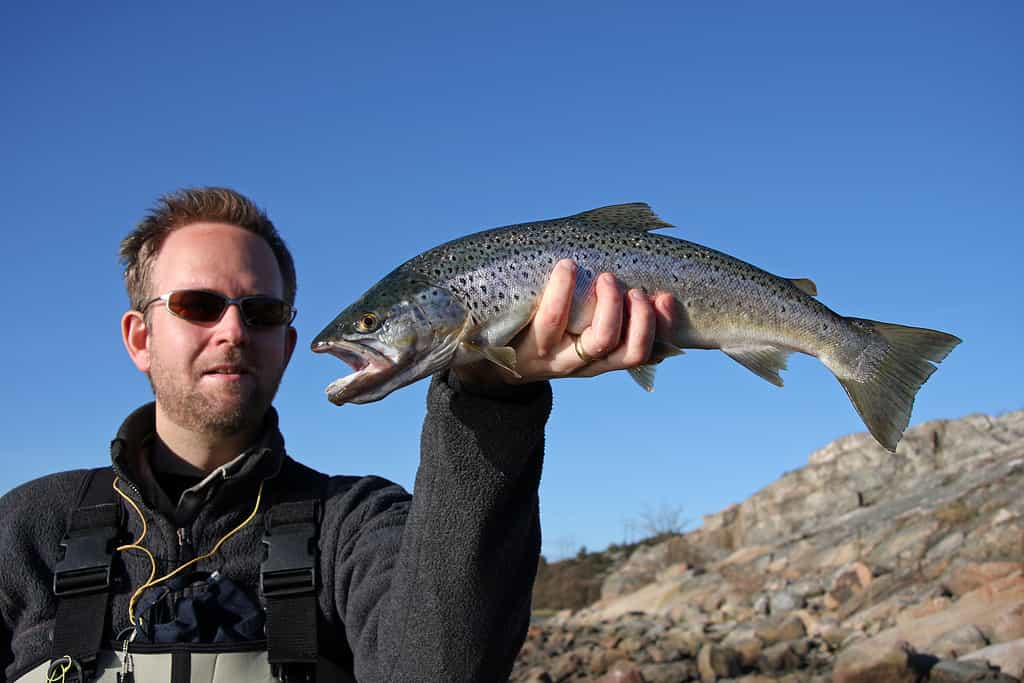 Sea Trout