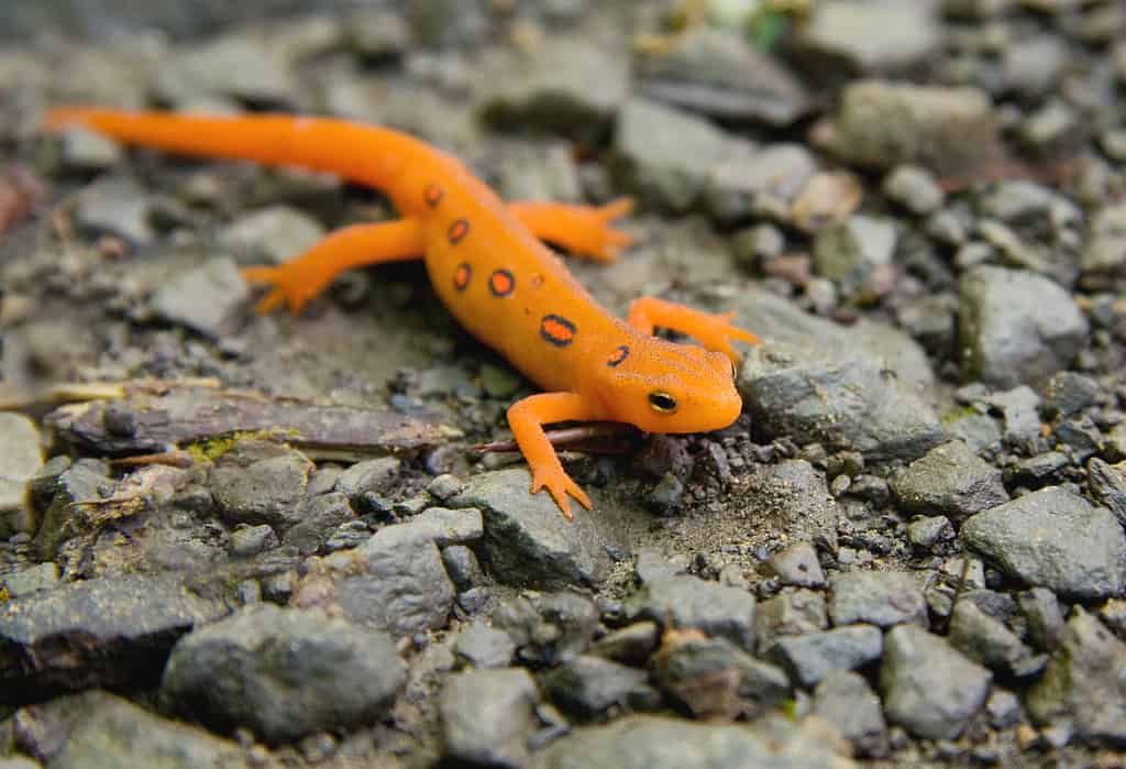 Close-up of Red Spotted Eastern Newt (Red Eft) or salamander.