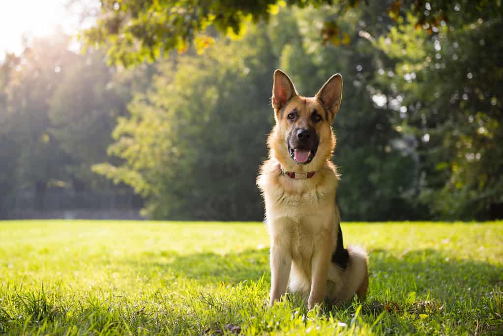 German Shepherd, Dog, Sitting, Outdoors, Grass