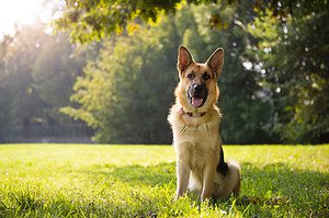 How Smart Are German Shepherds? Everything We Know About Their Intelligence Picture