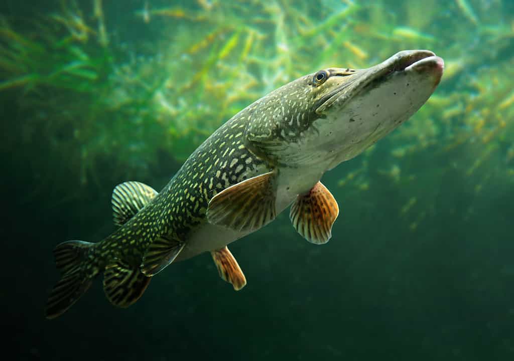 A powerful northern pike stealthily glides through the water, ready to strike its prey.