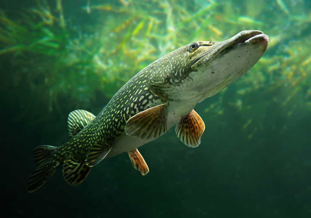 Underwater photo of a big Northern Pike 