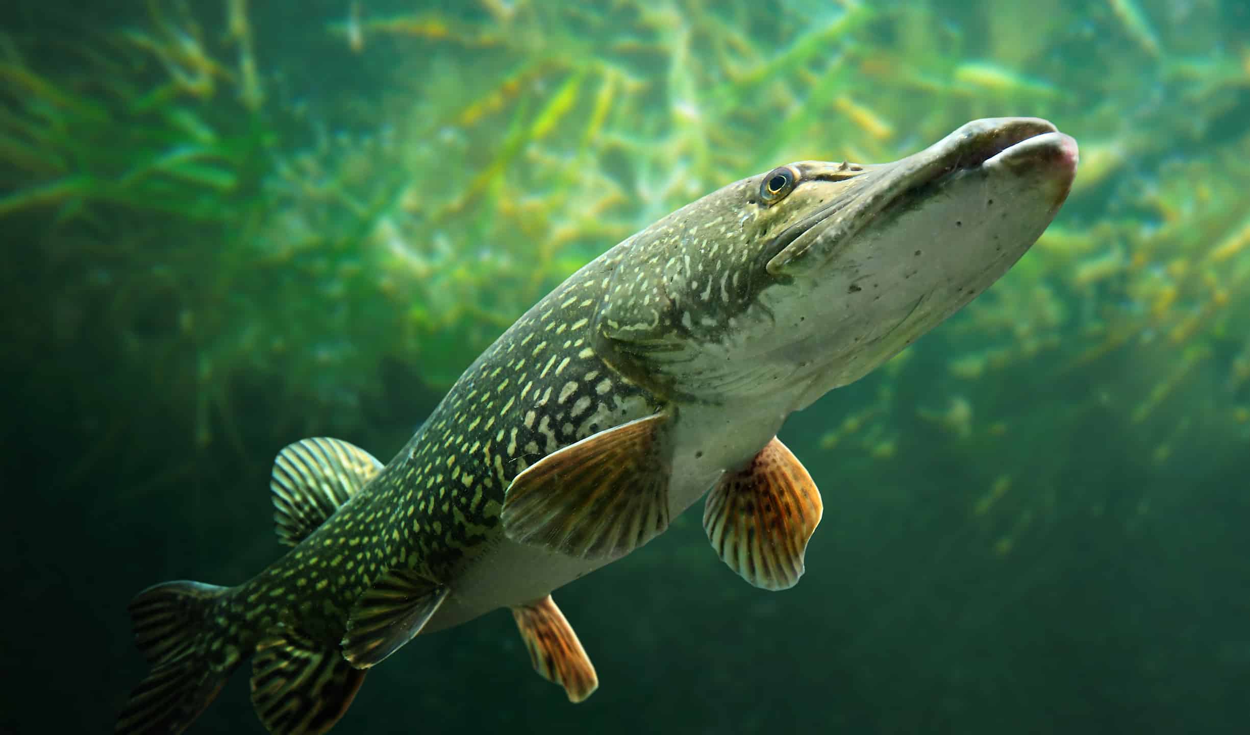 Underwater photo of a big Northern Pike, which is a similar fish to the official state fish of South Dakota