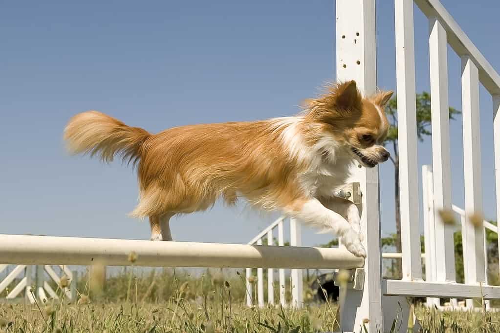 Chihuahua in agility training