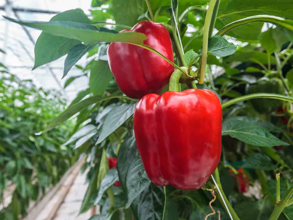 Red bell peppers