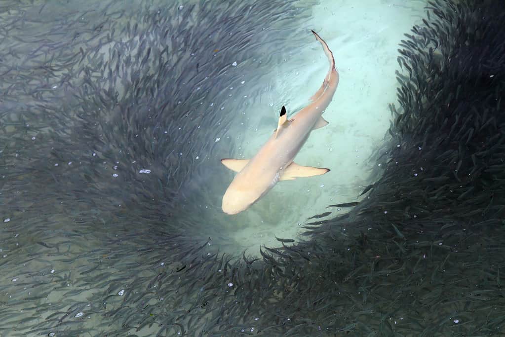 Blacktip shark feeding