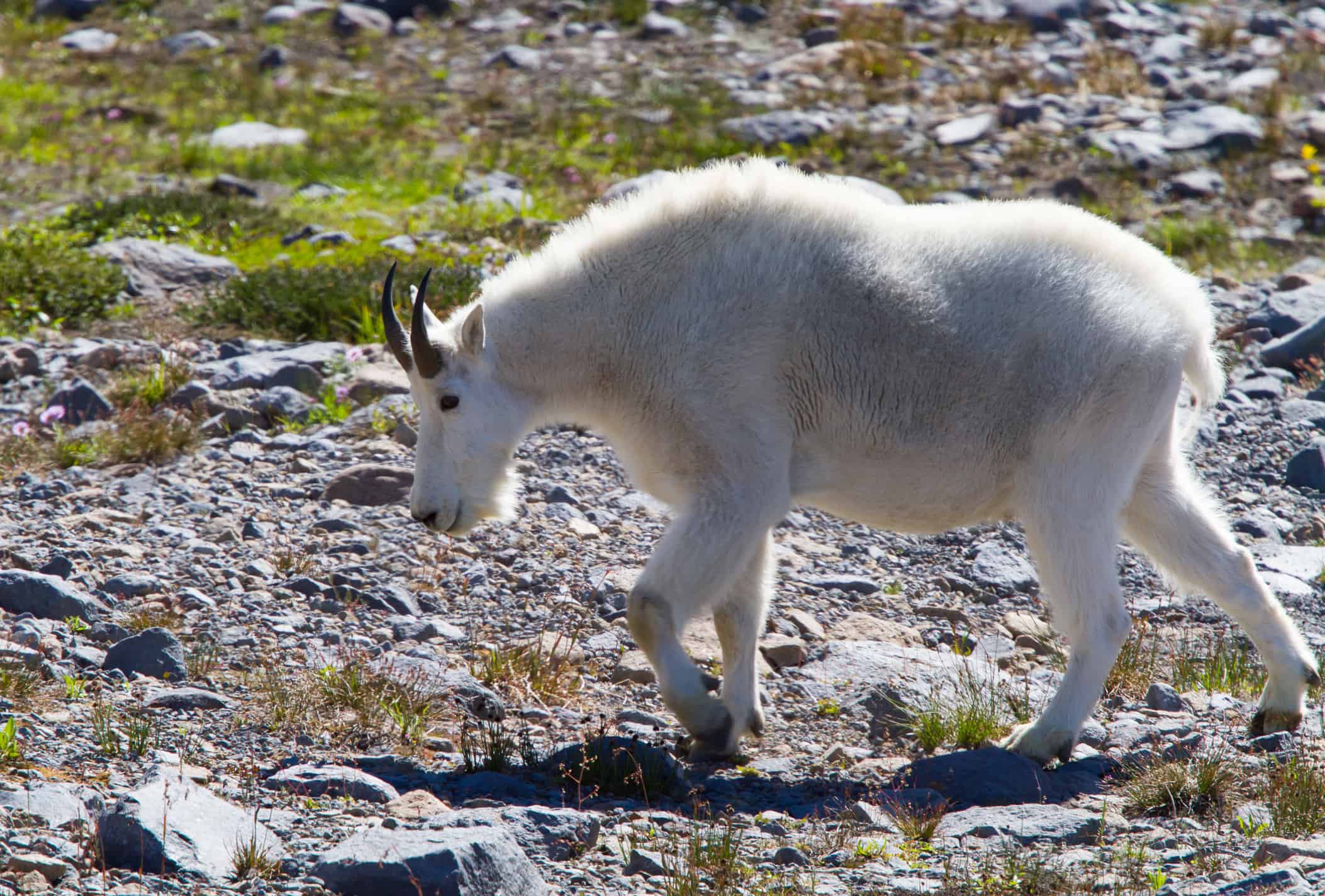 Mountain goat in Washington