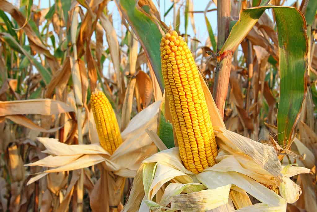 Corn is harvested around the Harvest Moon which is why it's also called the Full Corn Moon.