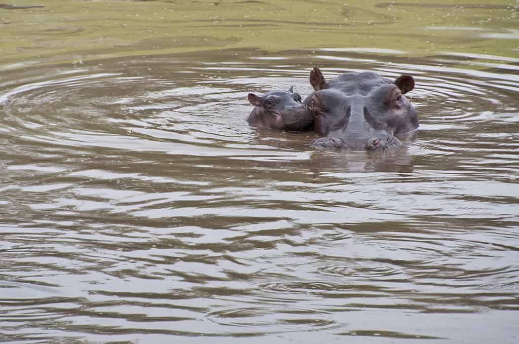Wild Newborn Baby Hippopotamas calf and Mother In Africa