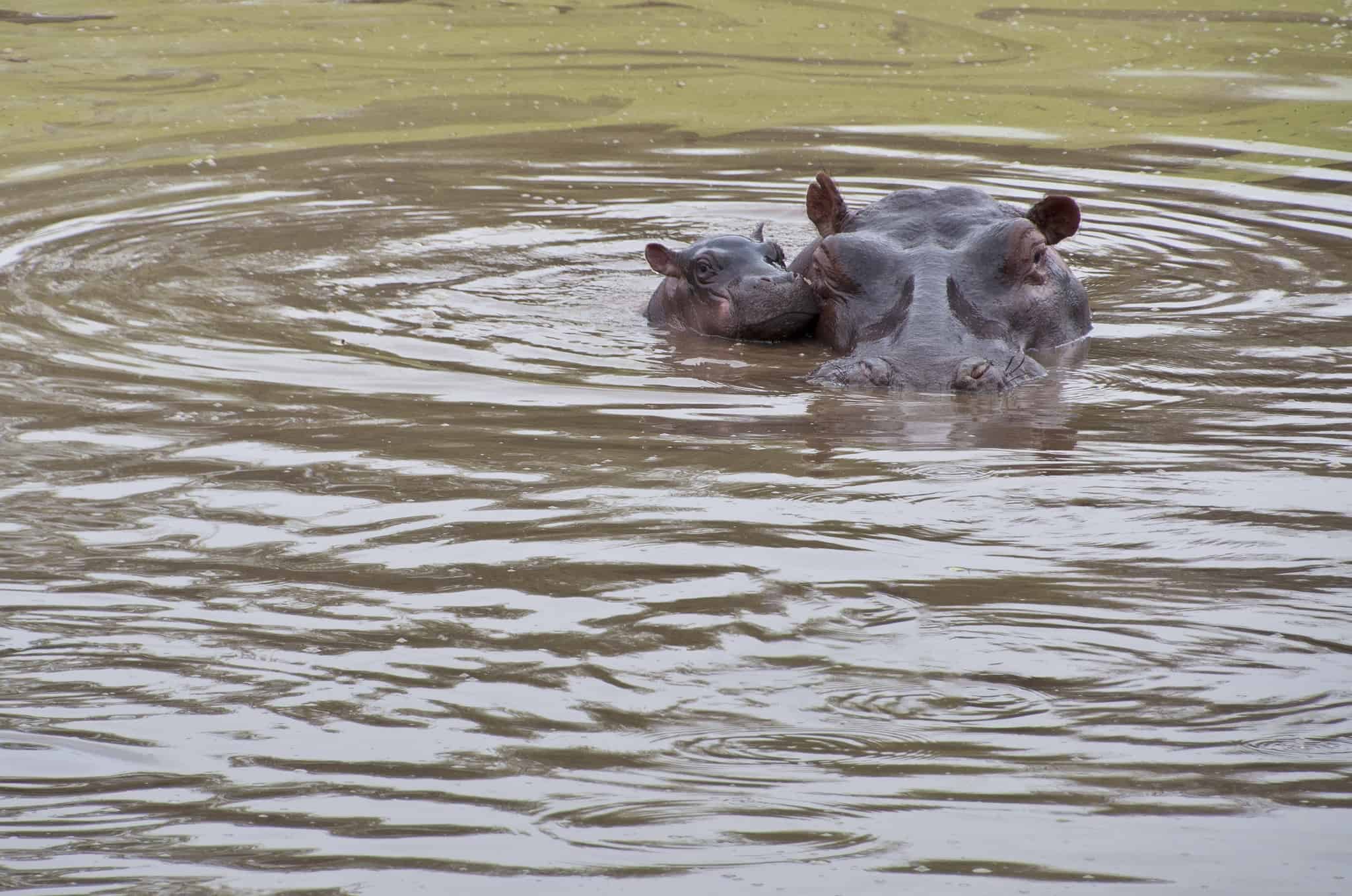 A Comprehensive List of 16 Animals That Can't Swim - A-Z Animals