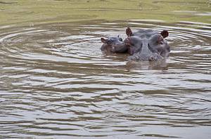 Watch the Fierce Strength This Mother Hippo Has Over Her Calf Against Her Hippo Family photo