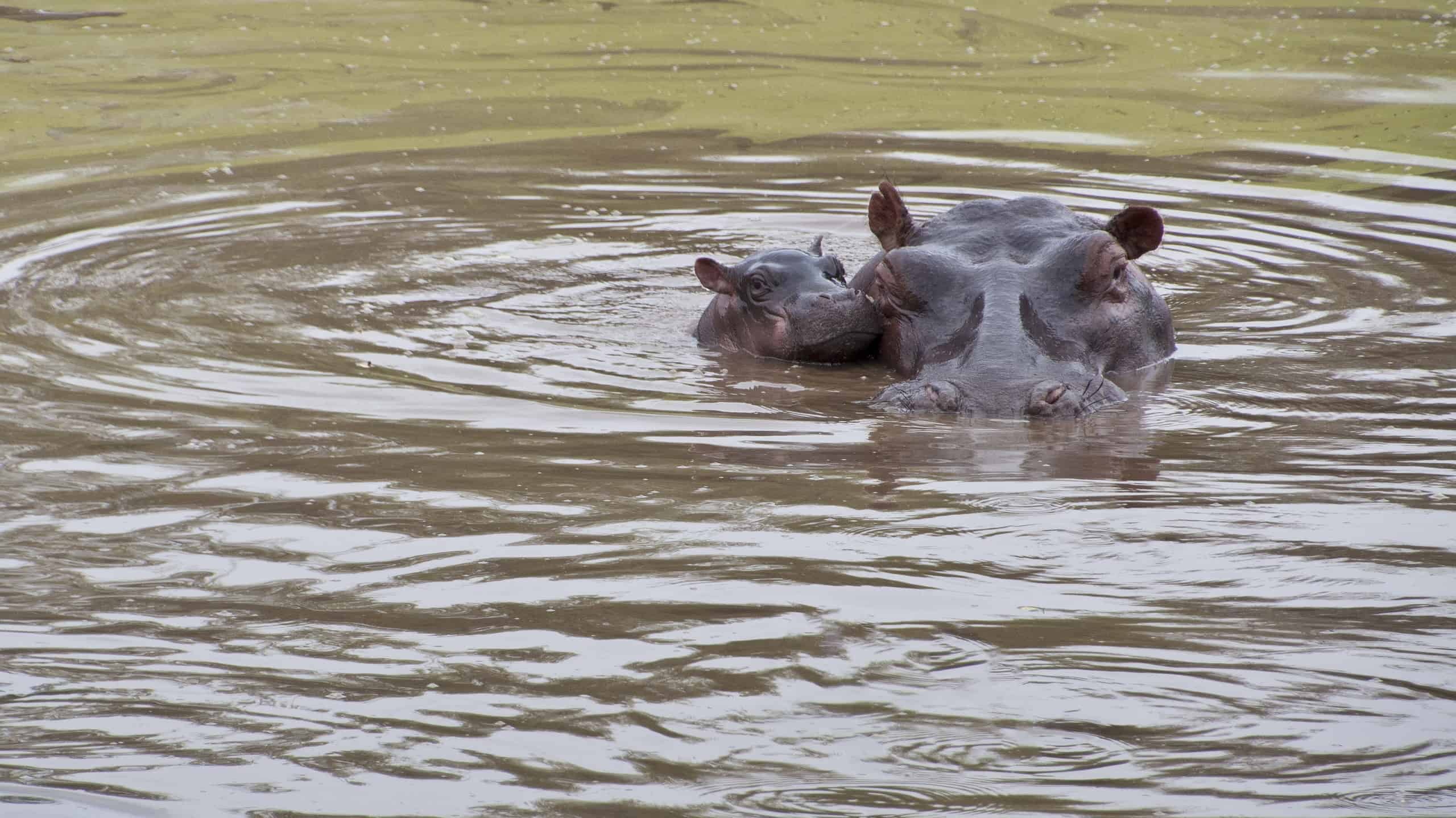 Wild Newborn Baby Hippopotamas calf and Mother In Africa