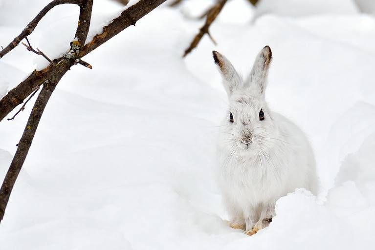 White hare blends into snow