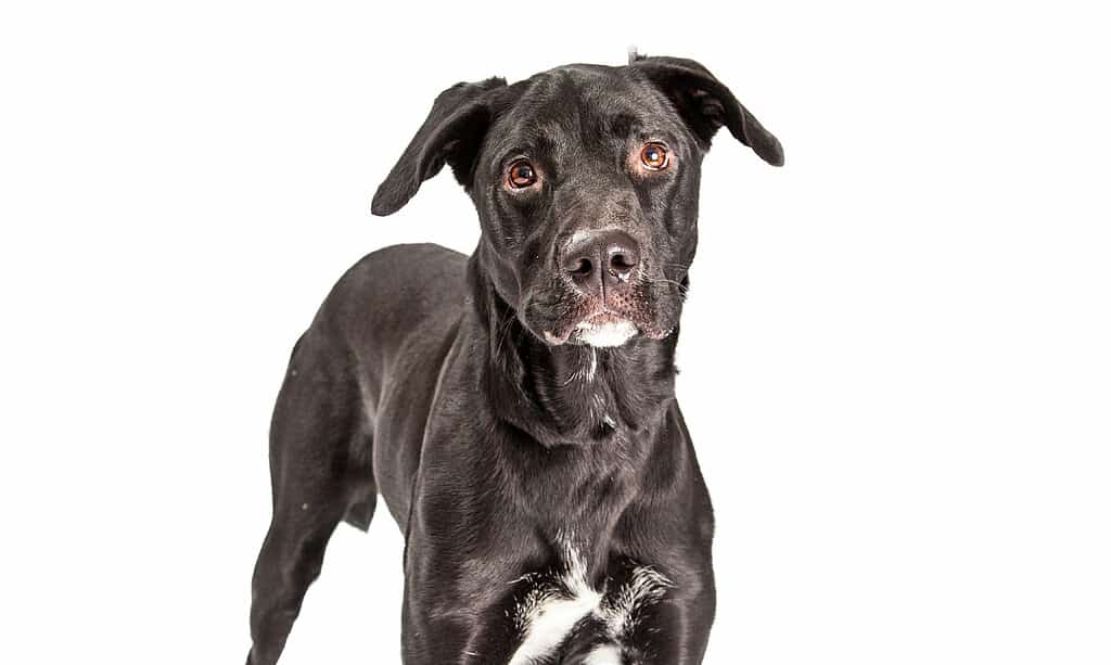 A pretty adult black Labrador Retriever mixed breed dog standing facing and looking at the camera