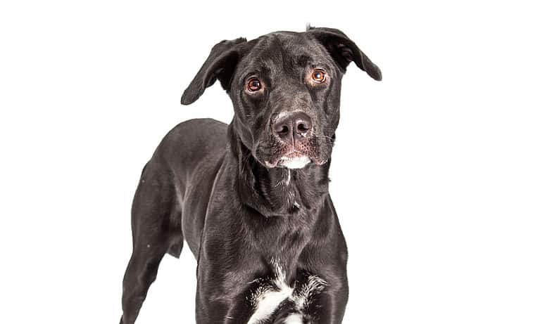 A pretty adult black Labrador Retriever mixed breed dog standing facing and looking at the camera