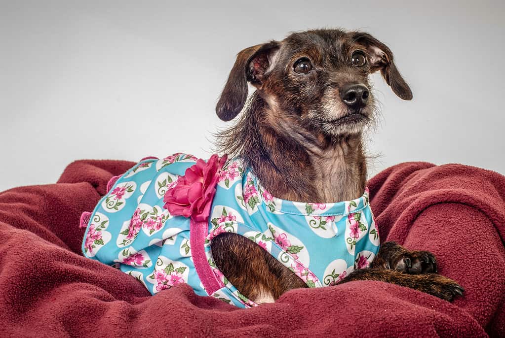 2015, Dog, Dress, Fashion Model, Horizontal