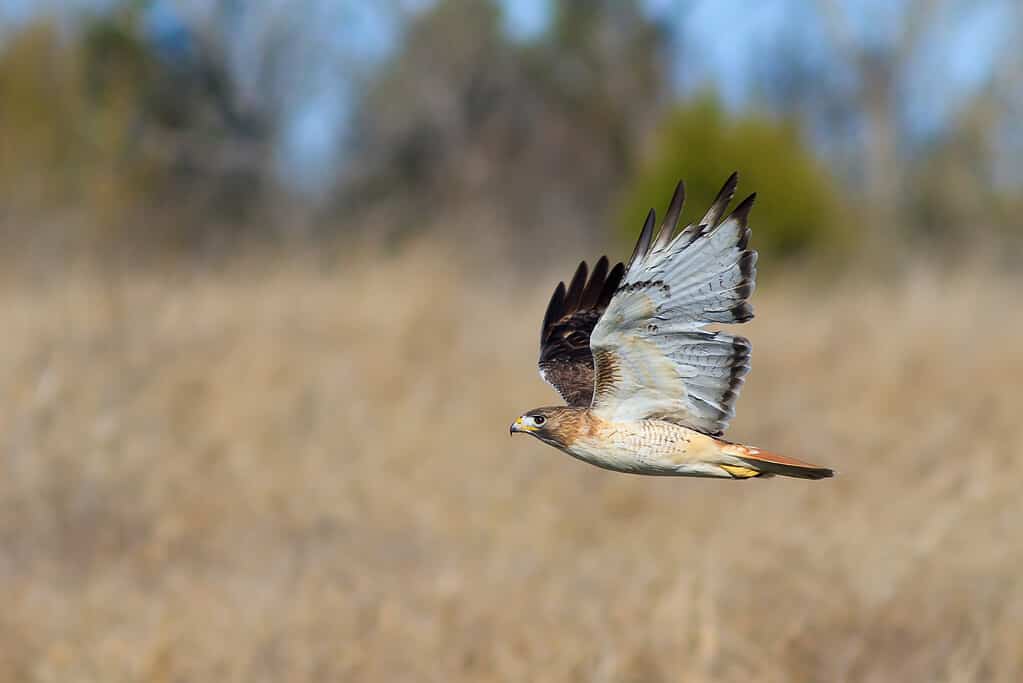 It is risky for hawks to hunt snakes because there is always a chance the snake can bite them. 