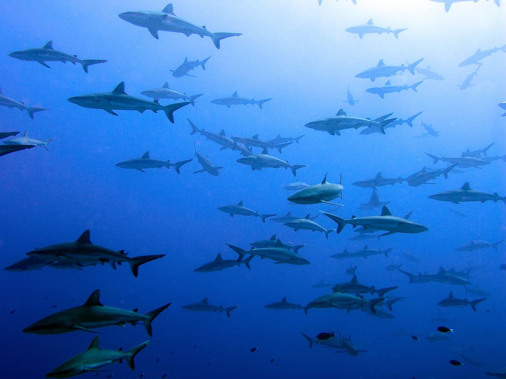 Gray reef sharks