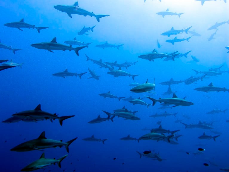 Gray reef sharks