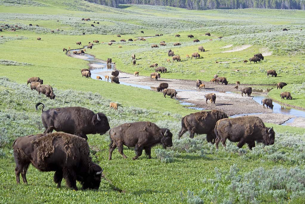 Bison herd in Yellowstone National Park