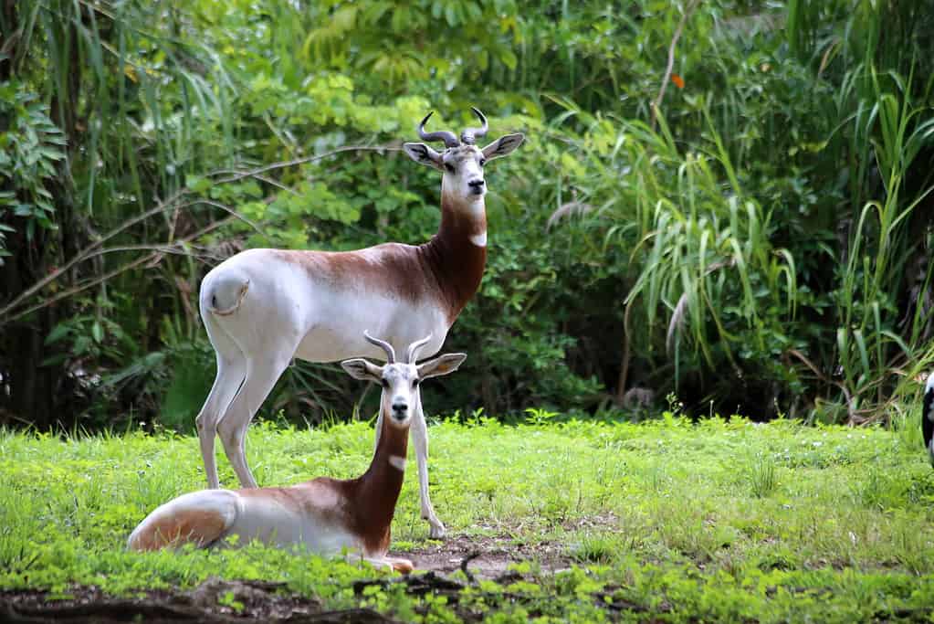 The addra gazelle inhabits the Saharan Desert from Sudan to Mauritania. 