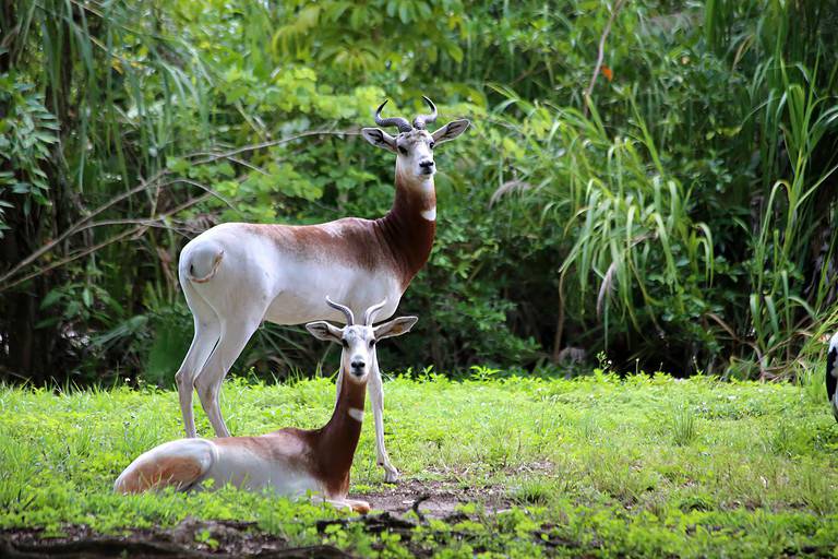 dama gazelle