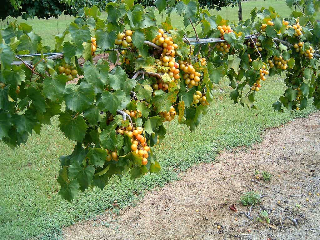 North Carolina's state fruit is the Scuppernong grape. Sweet and tasty right from the vine. Good for making jams and wine.
