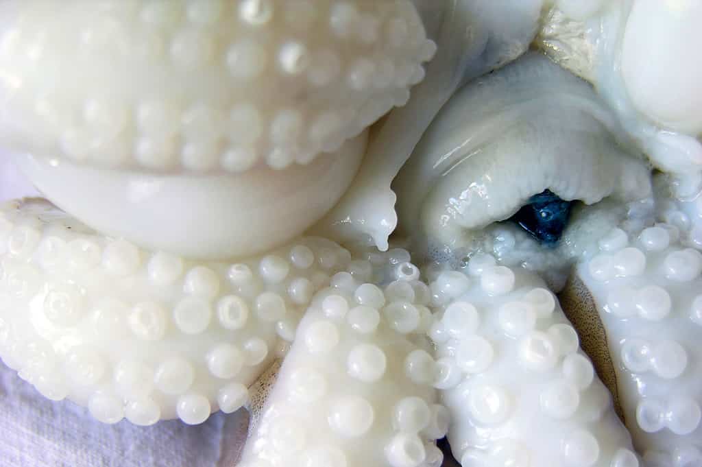 Beak, Calamari, Animal, Cephalopod, Close-up