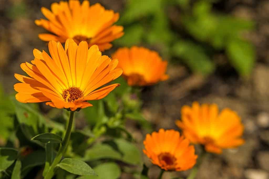 A closeup of the golden-orange flowers of Calendula officinalis or the calendula or pot marigold plant.