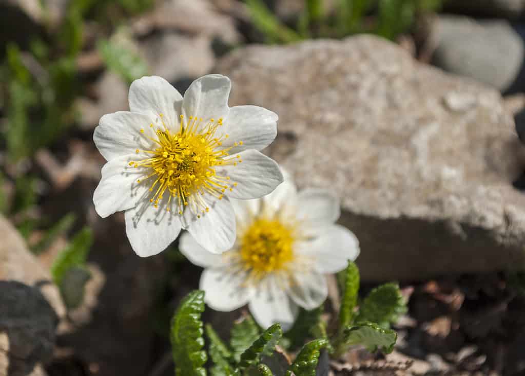 Mountain Avens growing