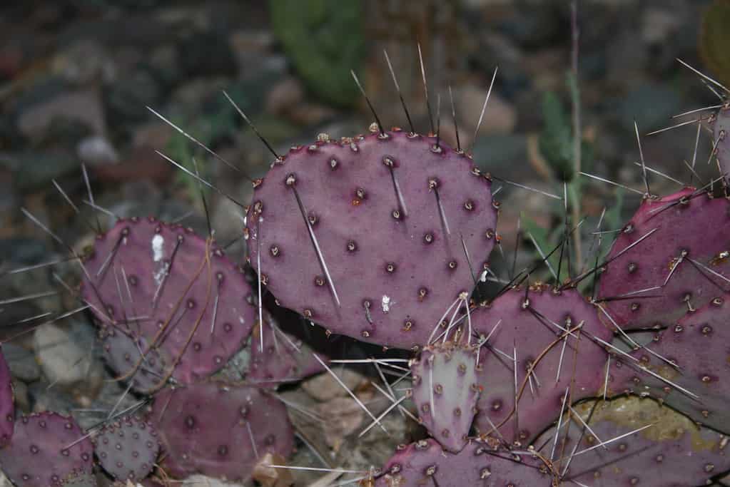 Purple prickly pear cactus, Opuntia macrocentra