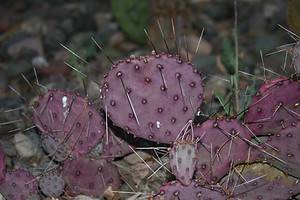 5 Types of Purple Cacti Picture